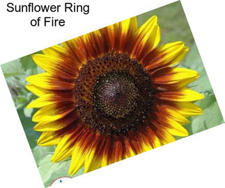 Sunflower Ring of Fire