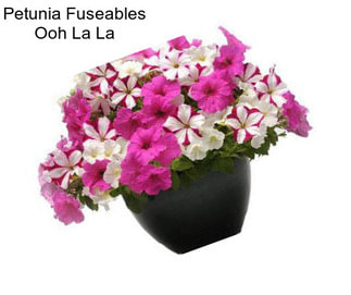 Petunia Fuseables Ooh La La