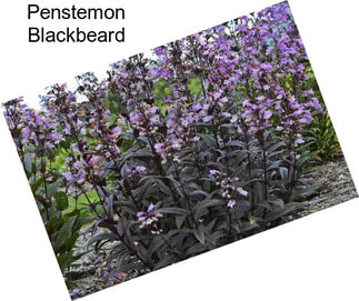 Penstemon Blackbeard