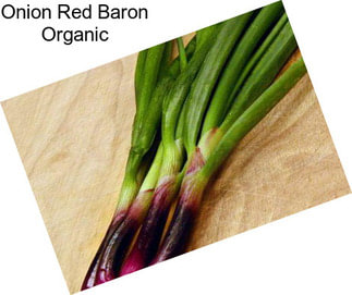 Onion Red Baron Organic