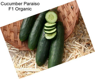 Cucumber Paraiso F1 Organic