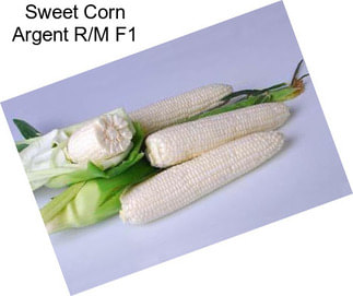 Sweet Corn Argent R/M F1