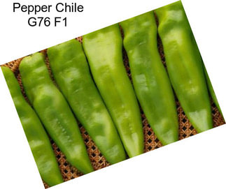 Pepper Chile G76 F1