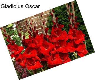 Gladiolus Oscar