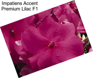 Impatiens Accent Premium Lilac F1