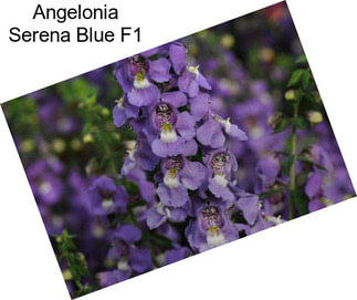 Angelonia Serena Blue F1