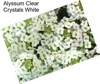 Alyssum Clear Crystals White