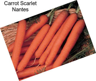 Carrot Scarlet Nantes