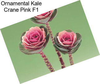 Ornamental Kale Crane Pink F1