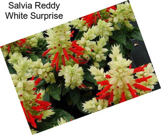 Salvia Reddy White Surprise