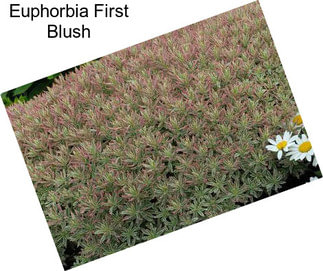 Euphorbia First Blush
