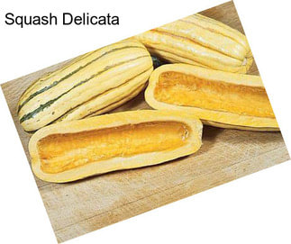 Squash Delicata