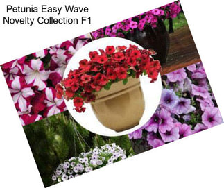Petunia Easy Wave Novelty Collection F1