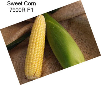 Sweet Corn 7900R F1