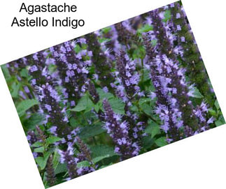 Agastache Astello Indigo