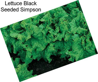 Lettuce Black Seeded Simpson
