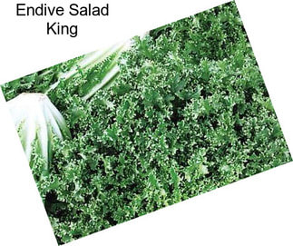 Endive Salad King