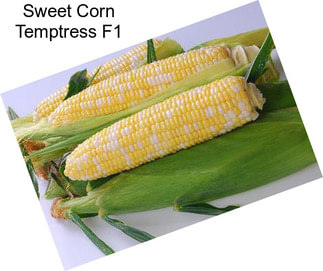 Sweet Corn Temptress F1
