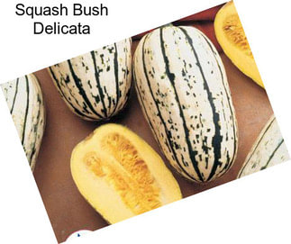 Squash Bush Delicata