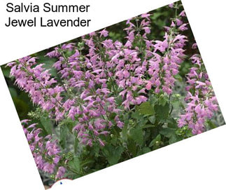 Salvia Summer Jewel Lavender