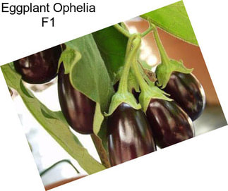 Eggplant Ophelia F1