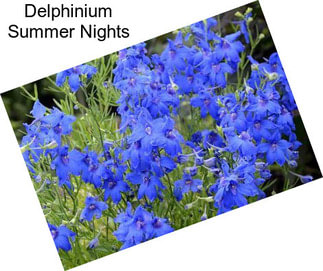 Delphinium Summer Nights