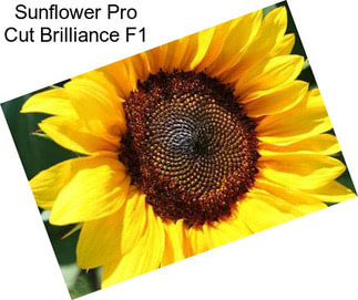 Sunflower Pro Cut Brilliance F1