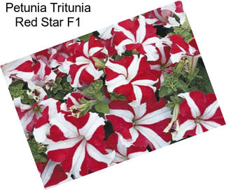 Petunia Tritunia Red Star F1