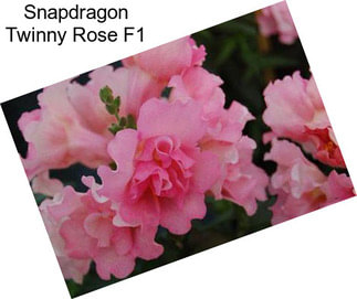 Snapdragon Twinny Rose F1