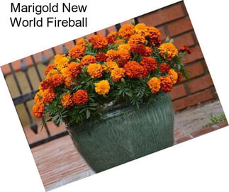 Marigold New World Fireball