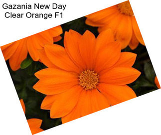 Gazania New Day Clear Orange F1