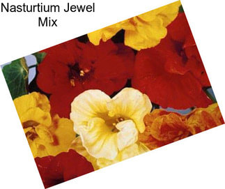 Nasturtium Jewel Mix