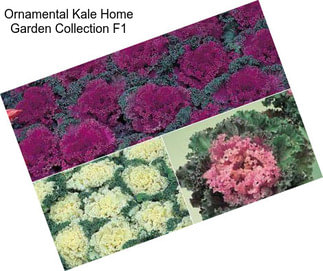 Ornamental Kale Home Garden Collection F1