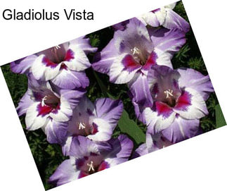 Gladiolus Vista