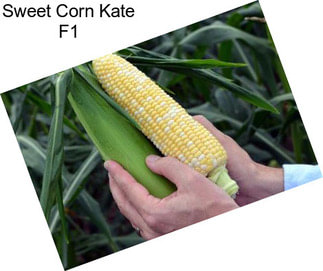 Sweet Corn Kate F1