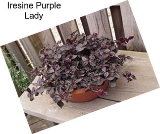 Iresine Purple Lady