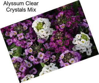 Alyssum Clear Crystals Mix