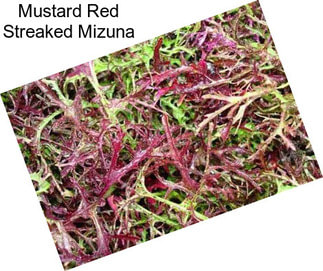 Mustard Red Streaked Mizuna