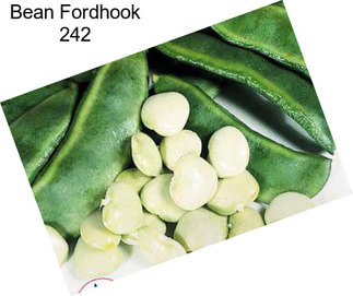 Bean Fordhook 242