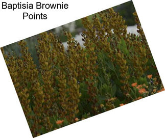 Baptisia Brownie Points