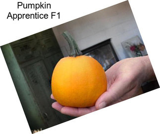 Pumpkin Apprentice F1