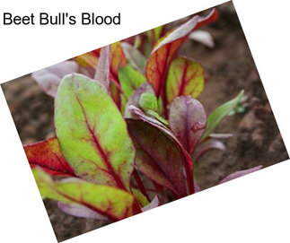 Beet Bull\'s Blood