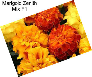 Marigold Zenith Mix F1