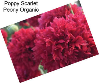 Poppy Scarlet Peony Organic