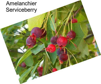 Amelanchier Serviceberry