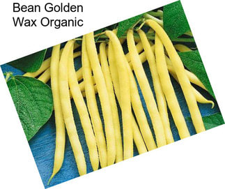 Bean Golden Wax Organic