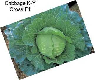 Cabbage K-Y Cross F1