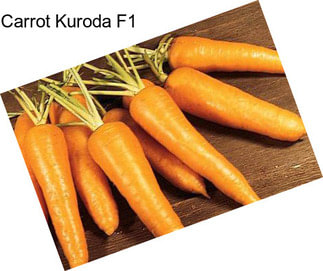 Carrot Kuroda F1