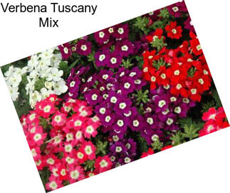 Verbena Tuscany Mix