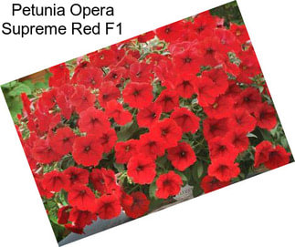 Petunia Opera Supreme Red F1